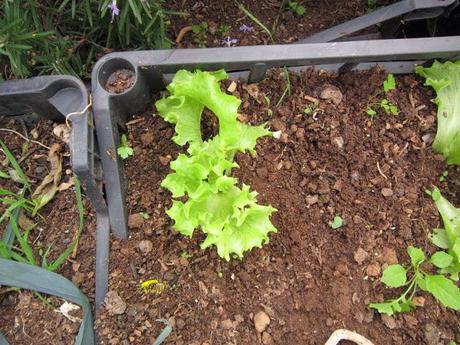 Truco para evitar a las orugas en nuestra huerta.