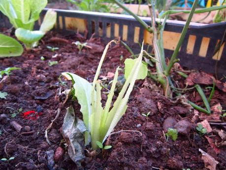 Truco para evitar a las orugas en nuestra huerta.
