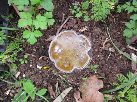 Truco para evitar a las orugas en nuestra huerta.