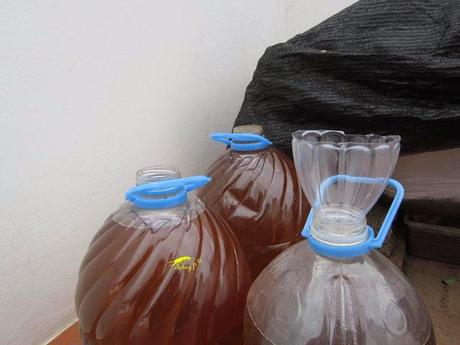 Truco para evitar a las orugas en nuestra huerta.