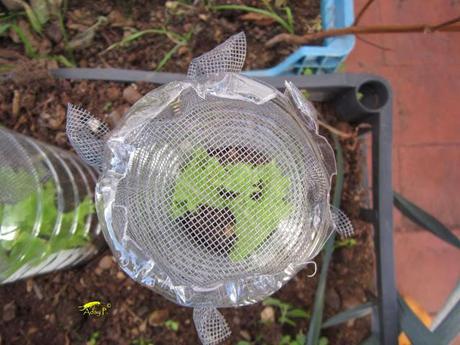 Truco para evitar a las orugas en nuestra huerta.