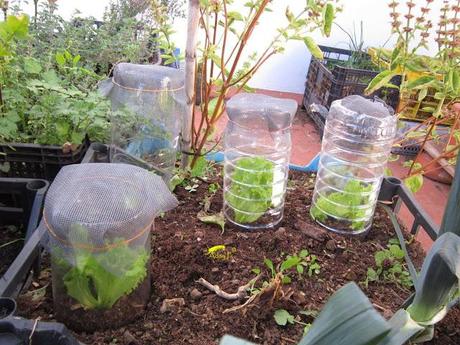 Truco para evitar a las orugas en nuestra huerta.