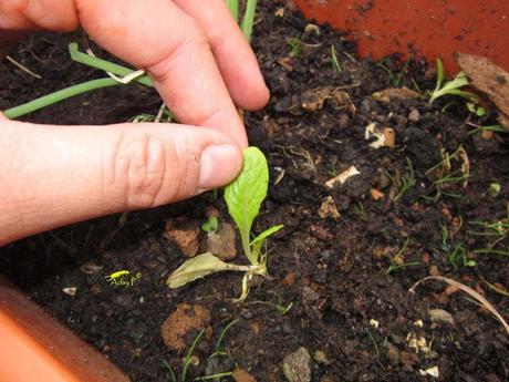 Truco para evitar a las orugas en nuestra huerta.