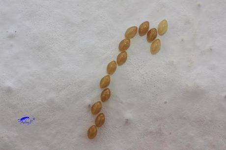 Coccinélidos: Mariquitas