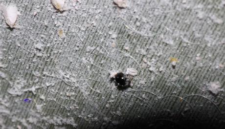 Coccinélidos: Mariquitas