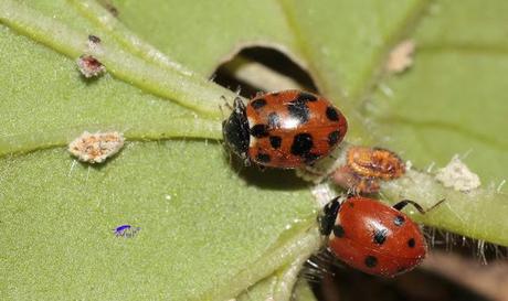 Coccinélidos: Mariquitas