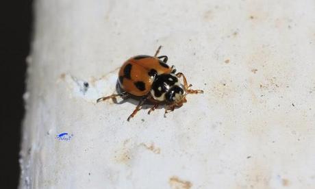 Coccinélidos: Mariquitas