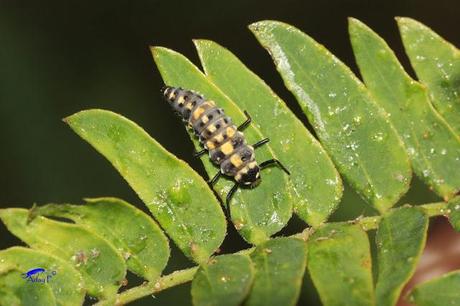 Coccinélidos: Mariquitas