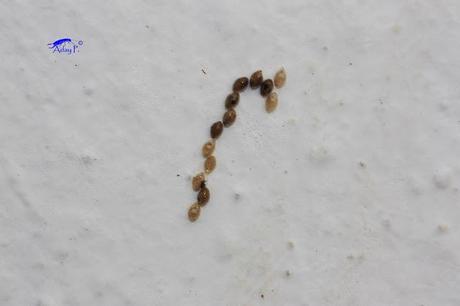 Coccinélidos: Mariquitas