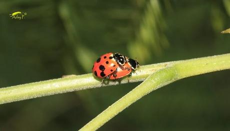 Coccinélidos: Mariquitas