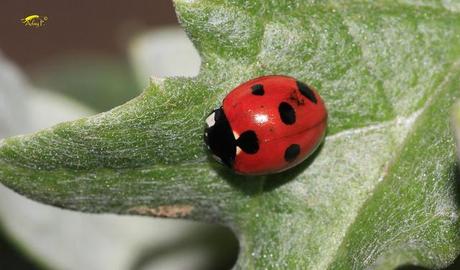 Coccinélidos: Mariquitas