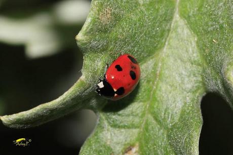 Coccinélidos: Mariquitas