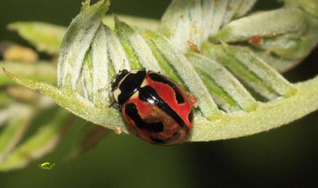 Coccinélidos: Mariquitas