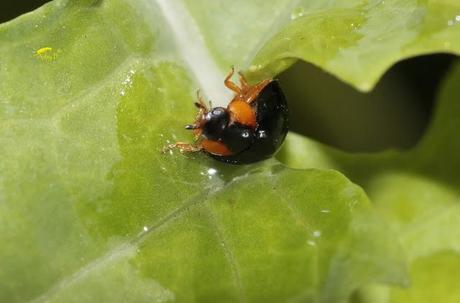 Coccinélidos: Mariquitas