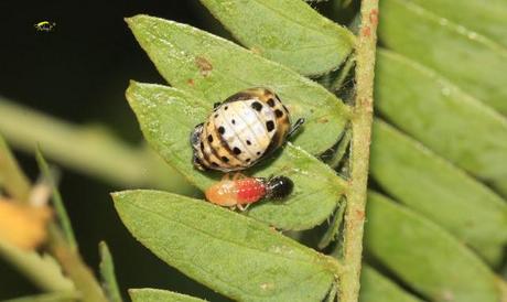 Coccinélidos: Mariquitas