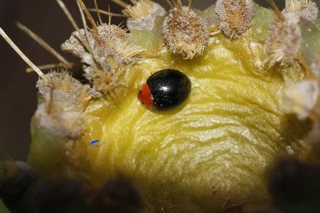 Coccinélidos: Mariquitas