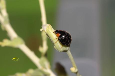 Coccinélidos: Mariquitas