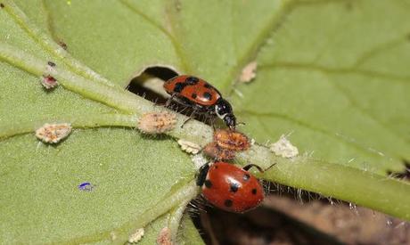 Coccinélidos: Mariquitas