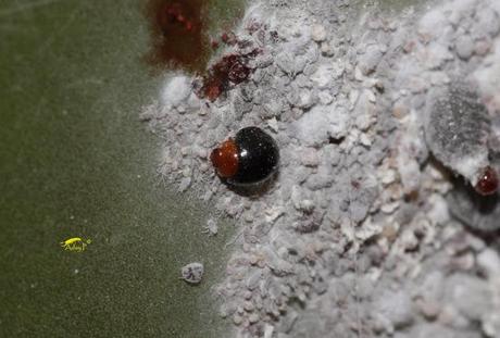 Coccinélidos: Mariquitas