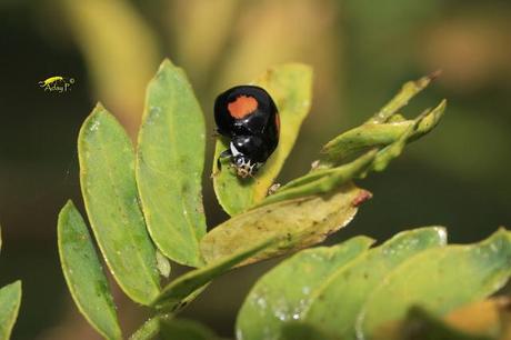 Coccinélidos: Mariquitas