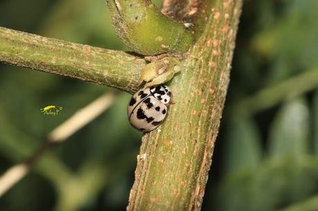 Coccinélidos: Mariquitas