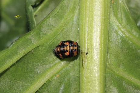 Coccinélidos: Mariquitas