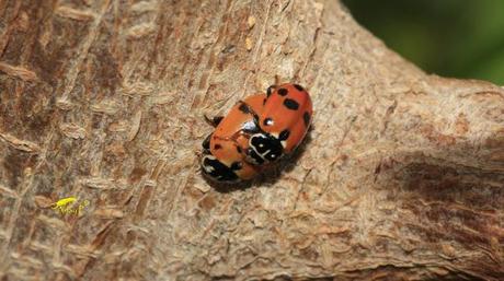 Coccinélidos: Mariquitas