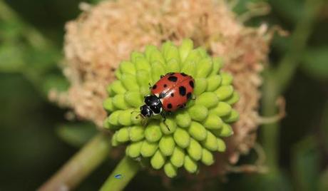 Coccinélidos: Mariquitas