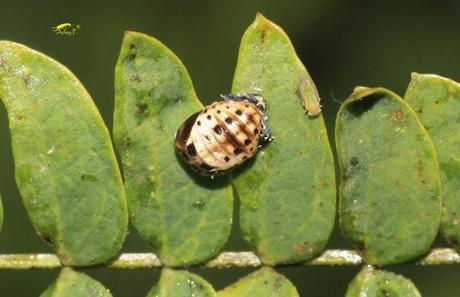 Coccinélidos: Mariquitas