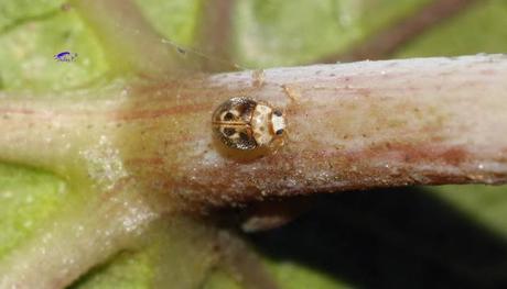 Coccinélidos: Mariquitas