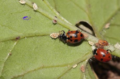 Coccinélidos: Mariquitas