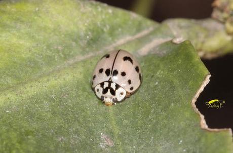 Coccinélidos: Mariquitas