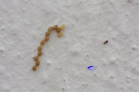 Coccinélidos: Mariquitas