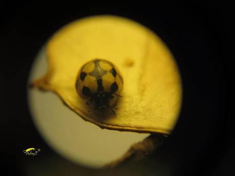 Coccinélidos: Mariquitas