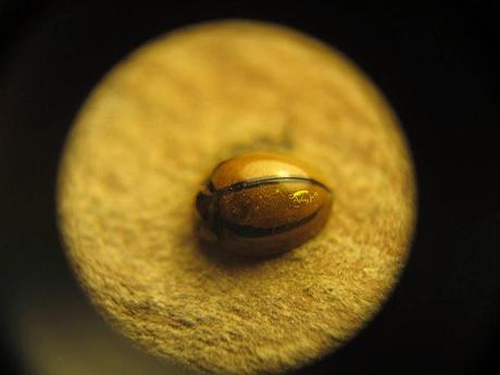 Coccinélidos: Mariquitas