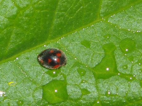 Coccinélidos: Mariquitas