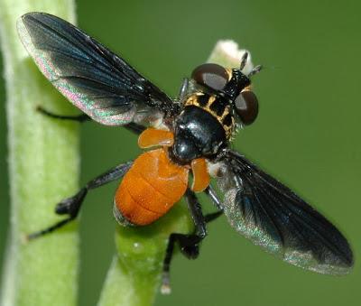 Nezara viridula: La Chinche Verde