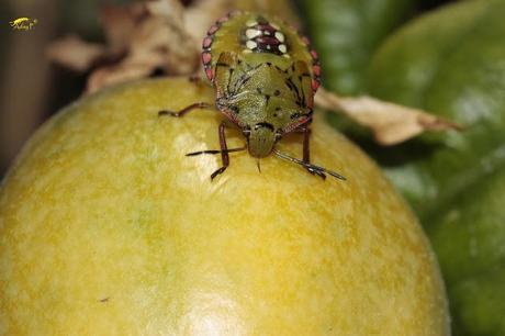 Nezara viridula: La Chinche Verde