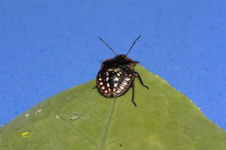 Nezara viridula: La Chinche Verde