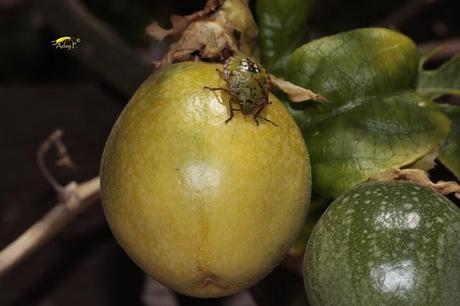 Nezara viridula: La Chinche Verde