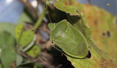 Nezara viridula: La Chinche Verde