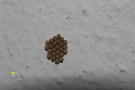 Nezara viridula: La Chinche Verde