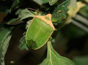 Nezara viridula: Chinche Verde