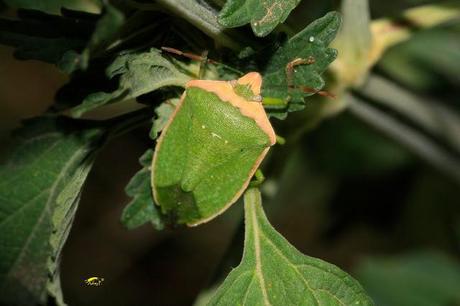 Nezara viridula: La Chinche Verde