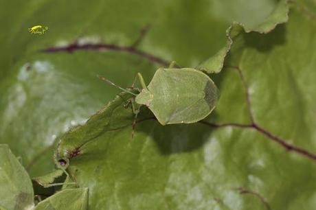 Nezara viridula: La Chinche Verde