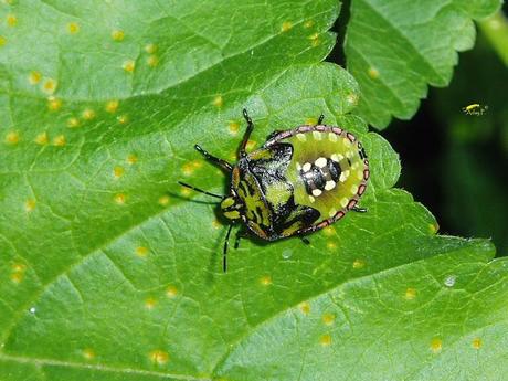Nezara viridula: La Chinche Verde