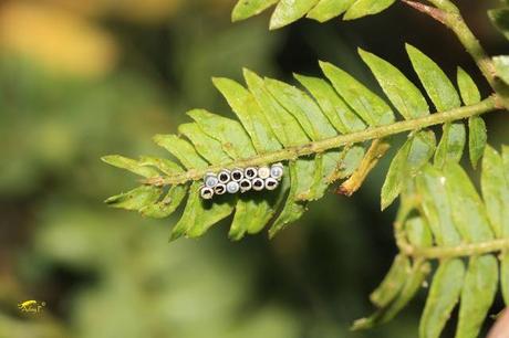 Nezara viridula: La Chinche Verde