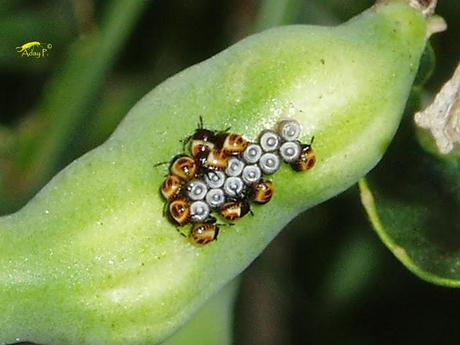Nezara viridula: La Chinche Verde