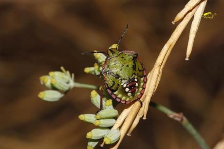Nezara viridula: La Chinche Verde