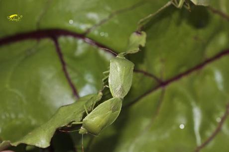 Nezara viridula: La Chinche Verde